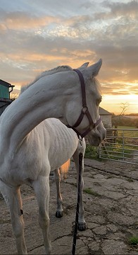 Horse in Bedlington